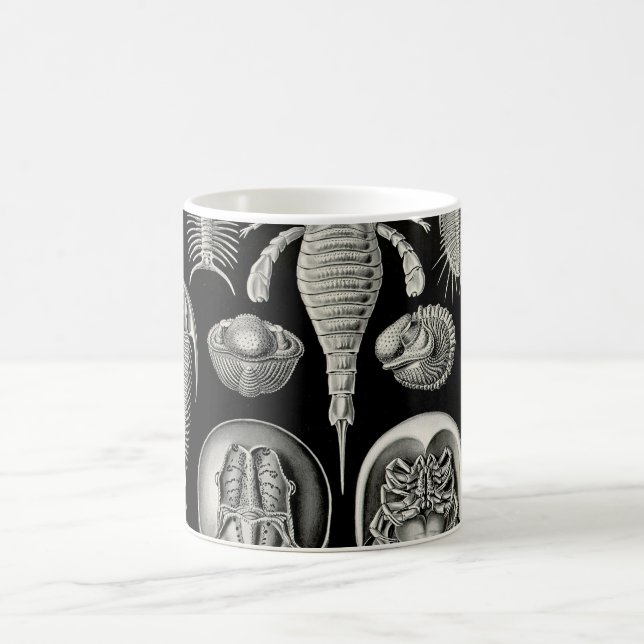 Caneca De Café Ernst Haeckel Aspidonia (Centro)