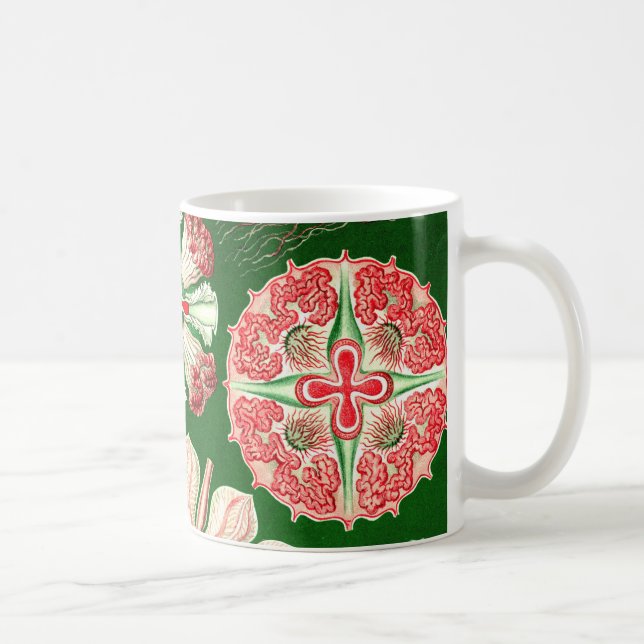 Caneca De Café Ernst Haeckel Discomedusae (Aurelia) (Direita)