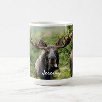 Espingarda Touro Moose  