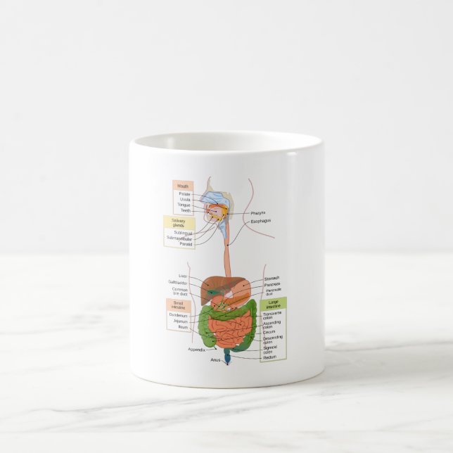 Caneca De Café Figura Gastrointestinal Humano (Centro)