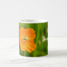 Flor de Papoula Laranja Foto da Natureza e Nome Pe
