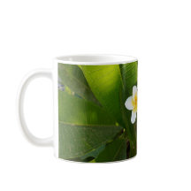 Flores Fragrantes Frangipani