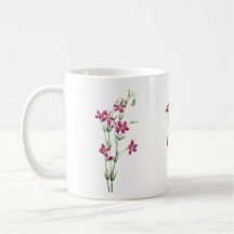 Flores Vintage - Centaurium por Mary Vaux Walcott