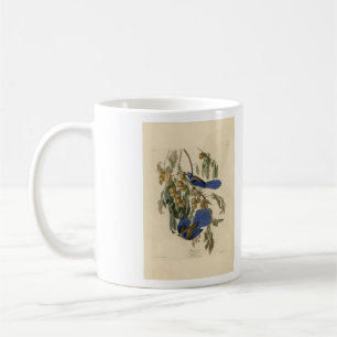 Caneca De Café Florida Jay (Scrub-Jay) Audubon's Birds of America