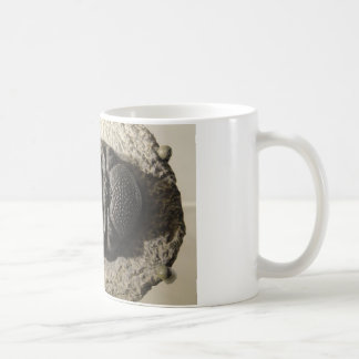 Caneca De Café Foto bonita do fóssil do trilobite de Phacops