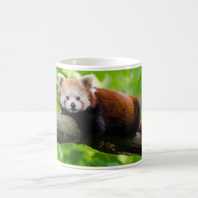 Caneca De Café Foto do Red Panda Bear (Centro)