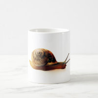 Fotografia da Natureza de Caracol de Jardim