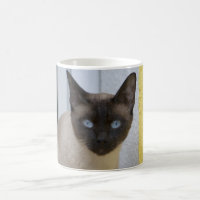 Gato Siamese do ponto bonito do selo
