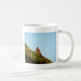 Caneca De Café Gavião-americano
