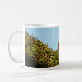 Caneca De Café Gavião-de-barriga-branca