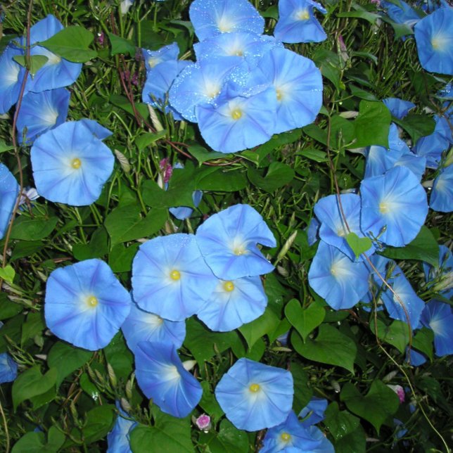 Caneca De Café Glórias da Manhã! (Criador carregado)