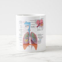 Anatomia Mug Respiratória