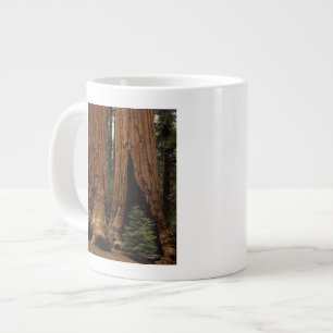 Caneca De Café Grande Árvores Redwood, Parque Nacional Sequoia.