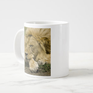 Caneca De Café Grande Leão Africano, Panthera leo, adormecido
