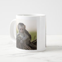 Quênia, Reserva de Jogo Samburu. Macaco Vervet