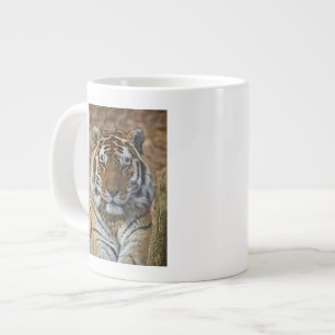 Caneca De Café Grande Tigre-de-bengala, Panthera tigris, Louisville Zoo,