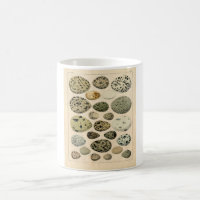 Gravura a água-forte zoológico clássica - ovos do