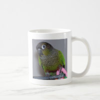 Greencheek adorável Conure
