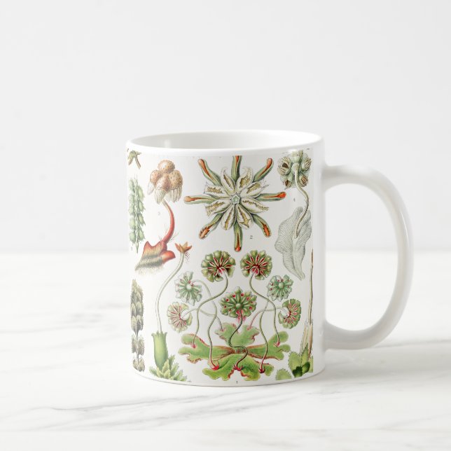 Caneca De Café Hepaticae Lebermoose por Ernst Haeckel (Direita)
