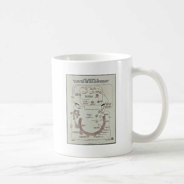 Caneca De Café História de vida do parasita de malária (Direita)