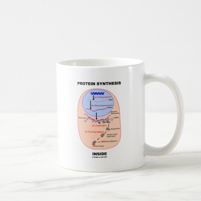 Caneca De Café Interior da síntese da proteína (diagrama do (Direita)