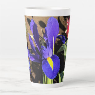 Caneca De Café Latte Iris em um campo de Tulip, Woodburn, Oregon