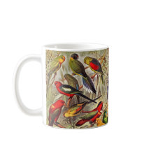 Lindos e coloridos papagaios tropicais