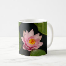 Lírio-d'água Rosa