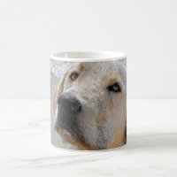 Melhor Amigo do Homem