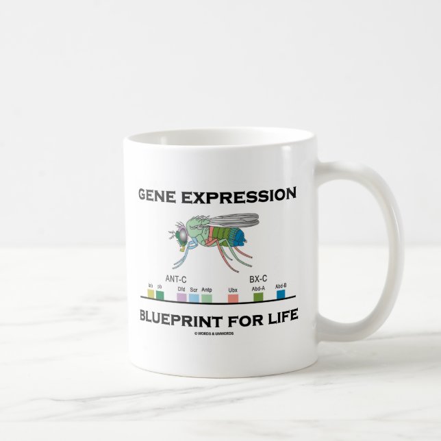 Caneca De Café Modelo da expressão genética para genes do (Direita)