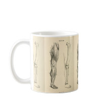 Músculos da anatomia |   do vintage e ossos do pé