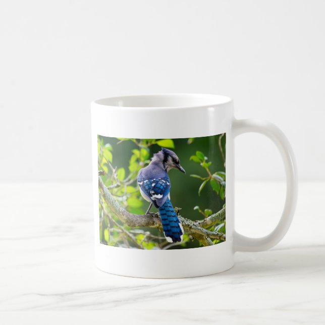 Caneca De Café Natureza Fotografia Shy Blue Jay Roupa presente (Direita)