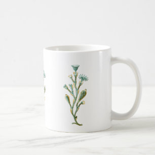 Caneca De Café Obelia (medusa)