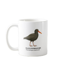 Oystercatcher Negro - Aves da Califórnia