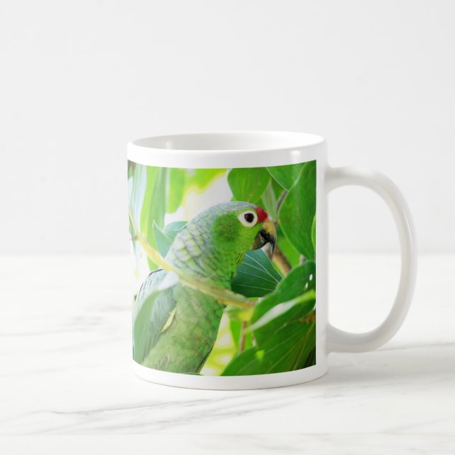 Caneca De Café Papagaio, Rio Chagres, Panamá (Direita)