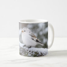 Pardal-de-neve de Natal de Inverno