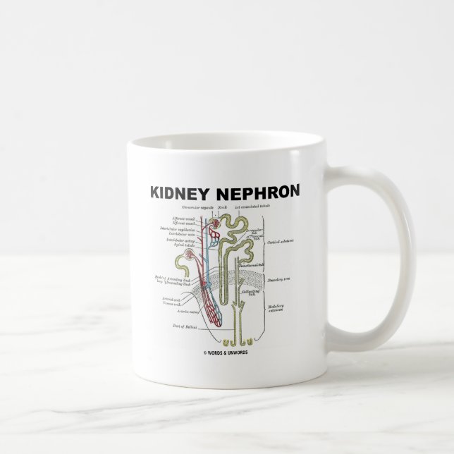 Caneca De Café Rim Nephron (Direita)