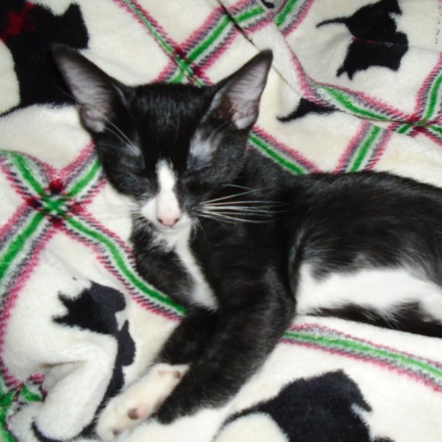 CANECA DE CAFÉ SEGUNDA ALTERAÇÃO: LICENÇA MUITO (Criador carregado)