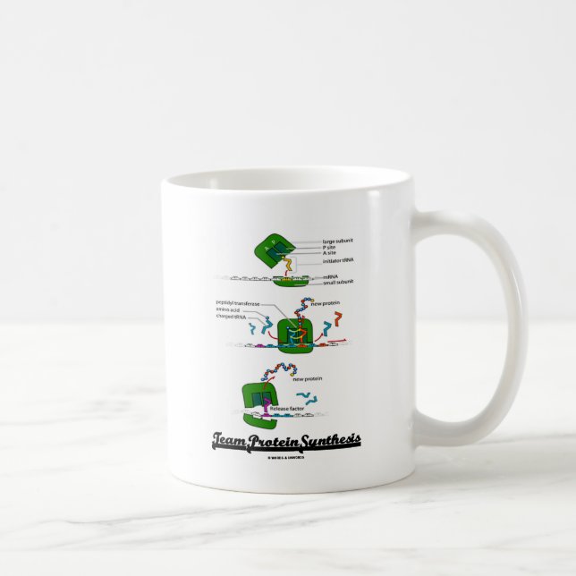 Caneca De Café Síntese de Proteínas de Equipe (Direita)