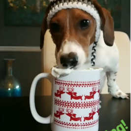 Caneca De Café Suéter Feio Reindeer Dachshund Tea Coffee Mug