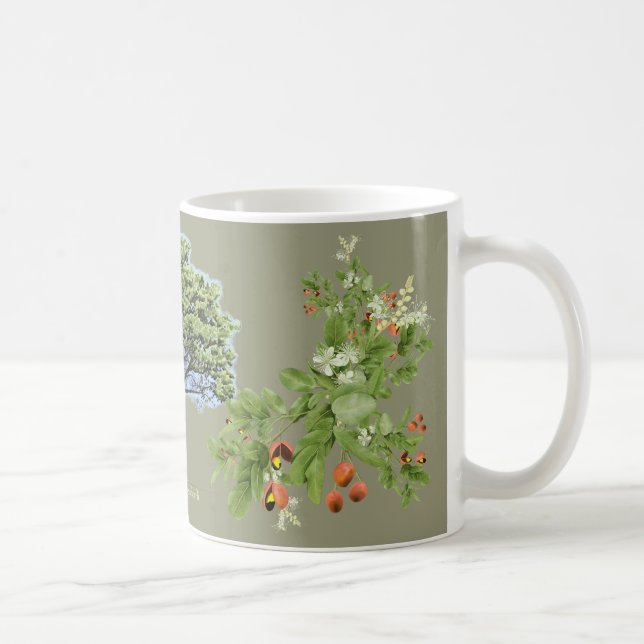 Caneca De Café Tendência ilustração botânica Copaíba khaki (Direita)