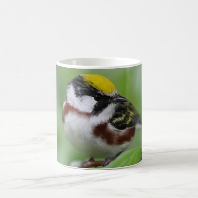 Caneca De Café Warbler Lado-Castanho (Centro)