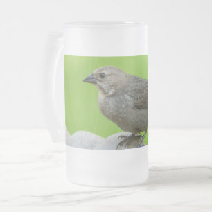 Caneca De Cerveja Vidro Jateado Fosco De Vidro De Bebê De Cabra Castanha
