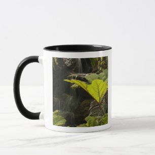 Caneca Detalhe de planta em um jardim botânico, Equador