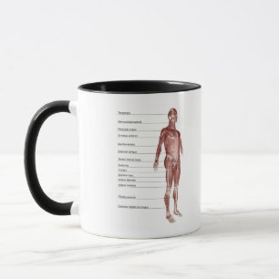 Caneca Diagrama do sistema muscular