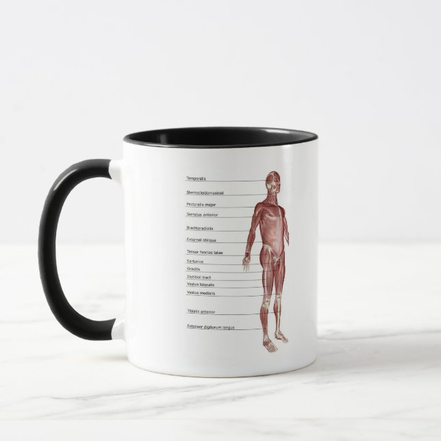 Caneca Diagrama do sistema muscular (Esquerda)