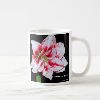 Caneca do Amaryllis