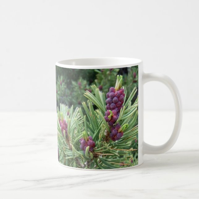 Caneca do cone do pinho de Whitebark (Direita)