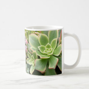 Caneca do jardim do Succulent