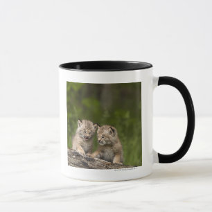 Caneca Dois gatinhos do lince de Canadá (lince